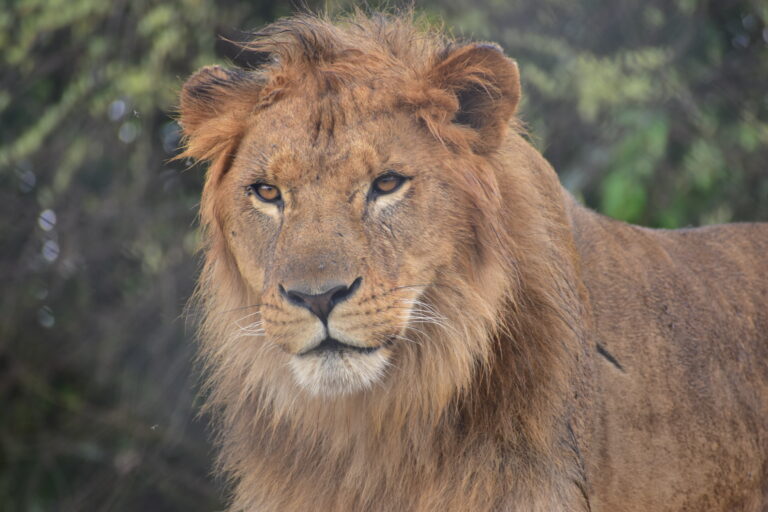 Lwy w odwrocie, nastał czas hien