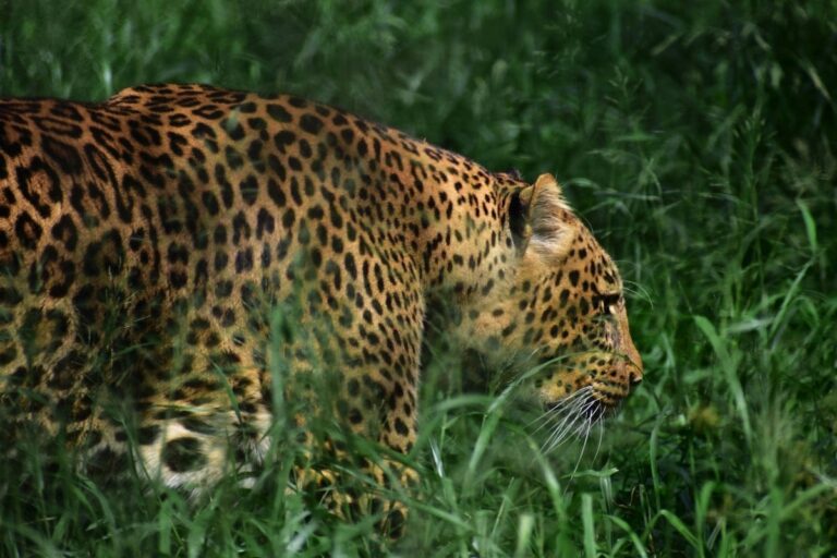 Gri-gri napędza nielegalny handel dzikimi kotami